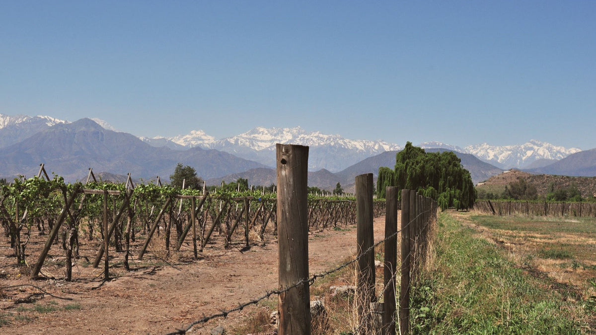 Rows of vines stretch toward the snow-capped Andes outside Santiago, Chile.